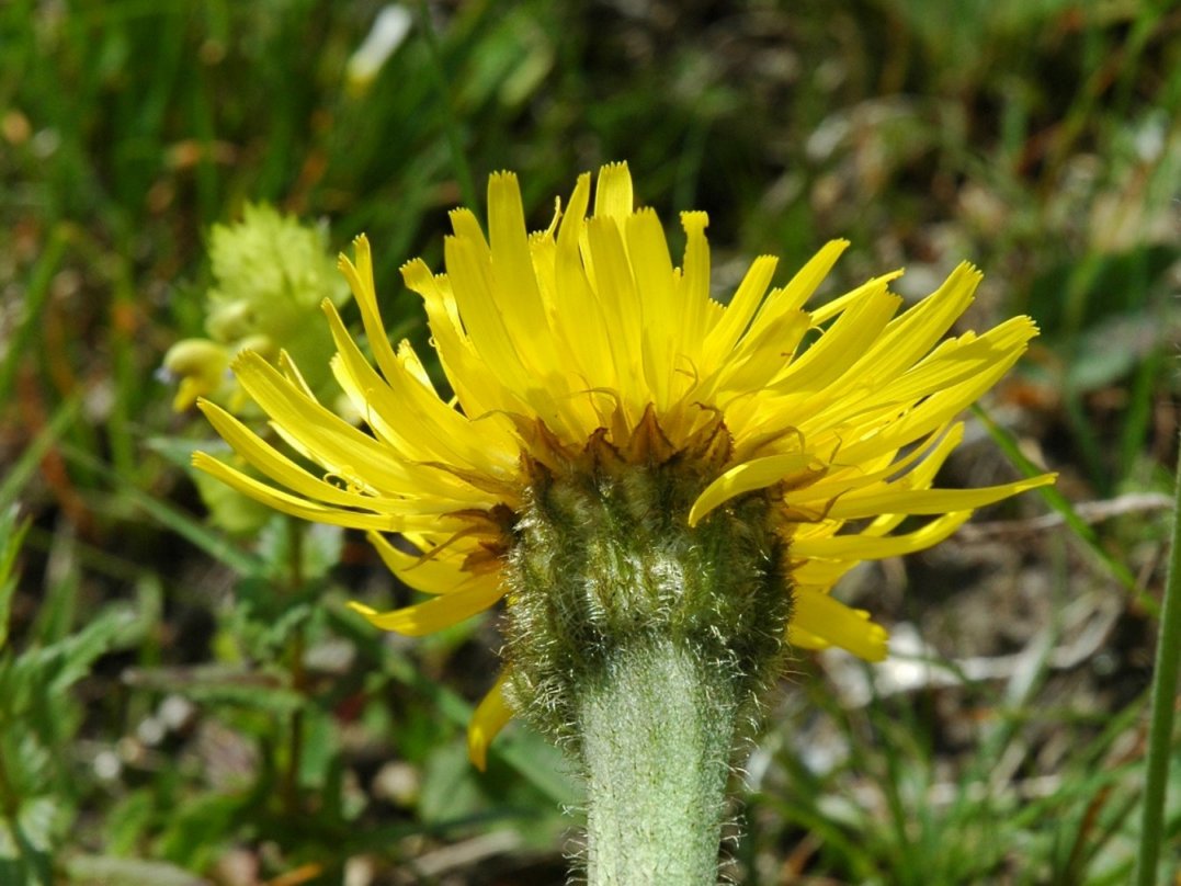 Hypochaeris uniflora